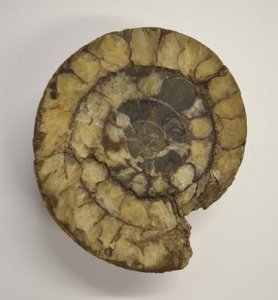 Ammonite Cross Section